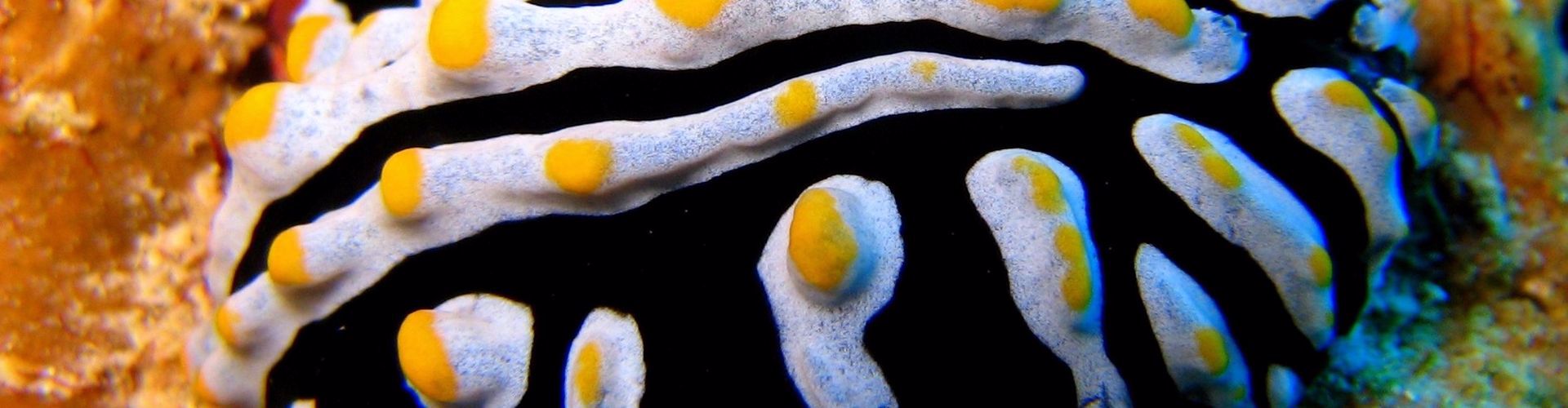 Elphinstone - Daedalus - Saint Johns